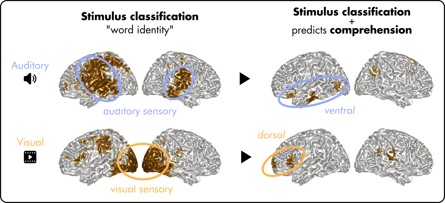 Out now: The brain separates auditory and visual “meanings” of words ...